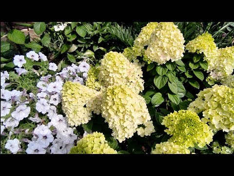 Видео: 21 июля 2024 г.Цветут почти все гортензии 🔥🔥🔥🌿🌿🌿