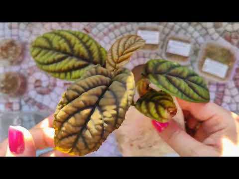 Видео: Обзор новых растений из тайской закупки 🌿 #anthurium #plants #garden #flowers #urbanjungle #nature