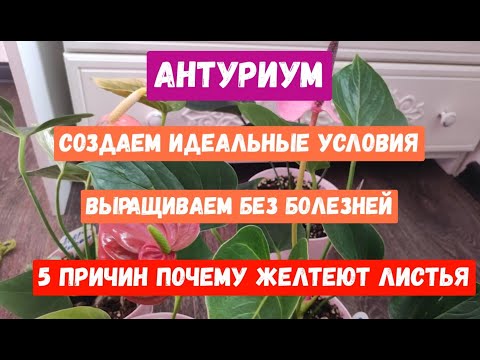Видео: АНТУРИУМ, 5 ПРИЧИН ПОЧЕМУ ЖЕЛТЕЮТ ЛИСТЬЯ У АНТУРИУМА, Создаем Идеальные Условия для Антуриума