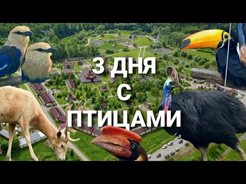 Видео: ВЛОГ: 3 дня в Парке Птиц "Воробьи"