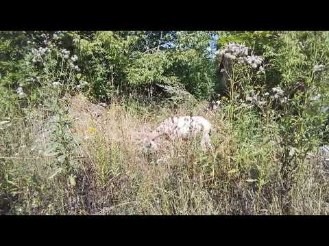 Видео: Мысли о коровьем молоке для козлят
