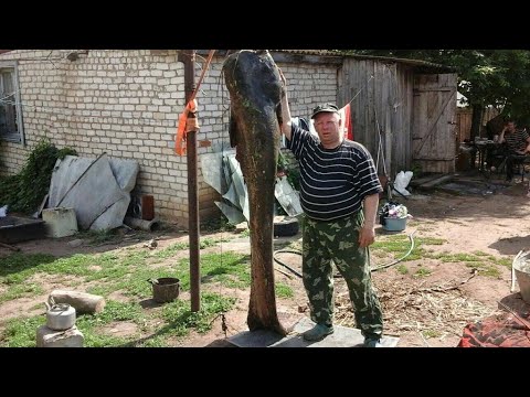 Видео: ВСЕ ДЕЛО В МАРИНАДЕ ! ШАШЛЫК ИЗ РЫБЫ В ТАНДЫРЕ ENG SUB #рецепт #блюдо #шашлык