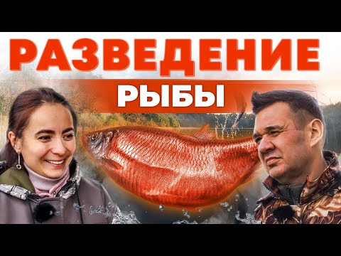 Видео: Разведение карпа и карася. Заработок на рыбе.  Как взять озеро в аренду? Андрей Даниленко