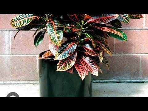 Видео: Гуллар парвариши #uybekasi 