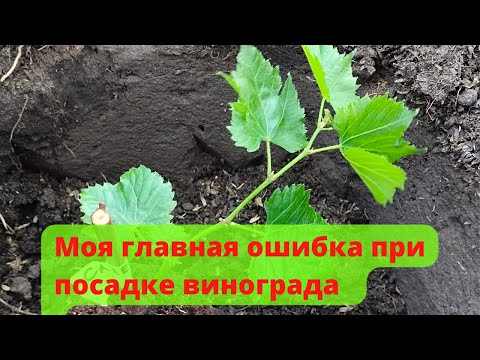 Видео: Посадка саженца технического сорта винограда / Planting a seedling of a technical grade of grapes.