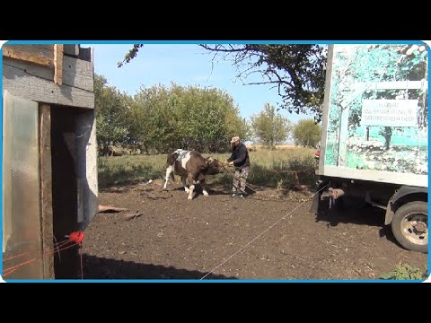 Видео: СДАЛИ ДВУХ БЫКОВ НА МЯСО РЕКОРДНЫЙ РЕЗУЛЬТАТ, ЖИЗНЬ В КУРКОЙ ДЕРЕВНЕ