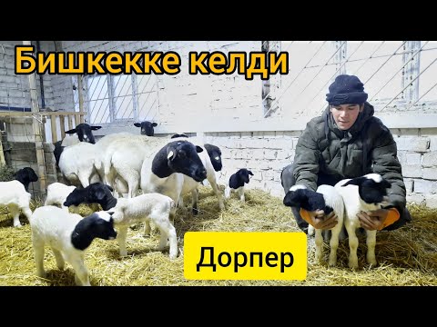 Видео: Тез көрүңүз! ~ Кыргызстанга ДОРПЕР койлору биринчи жолу алынып келинди ~ Эксперимент жасап жатат