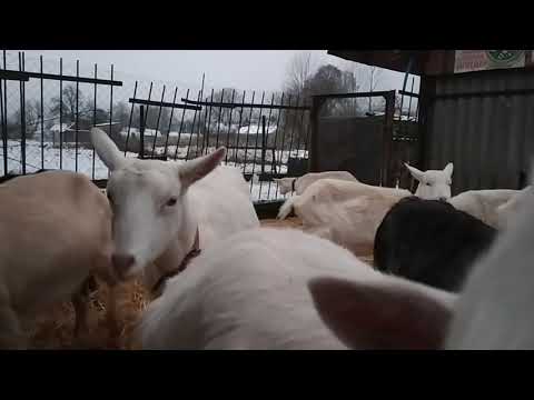 Видео: Козы/профилактика кашля