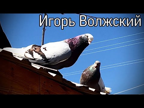 Видео: Курские голуби Александра Трубицына