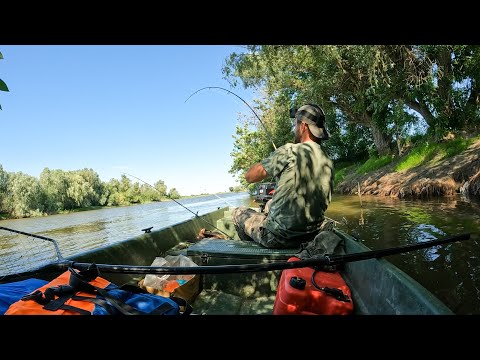 Видео: БЕШЕНЫЕ ПОКЛЁВКИ САЗАНА НА ЖМЫХ! ПОПАЛ НА ЖОР ДИКИХ САЗАНОВ. ЛОВЛЮ НА ЯМЕ.