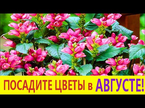 Видео: ПОСАДИТЕ эти ЦВЕТЫ в АВГУСТЕ - НЕ ПОЖАЛЕЕТЕ! Они порадуют цветением в следующем году.