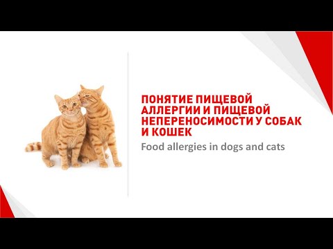 Видео: Пищевая аллергия/пищевая непереносимость у собак и кошек. Как разобраться? Food allergies.