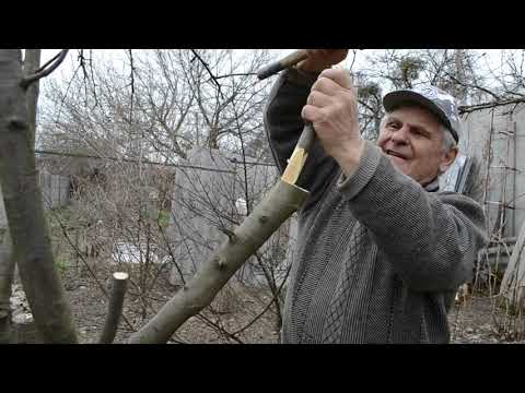 Видео: Как прививать деревья фруктовые. Самая простая прививка/перепрививка