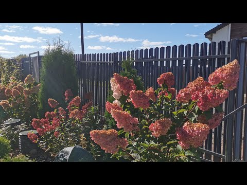 Видео: Осенняя обрезка метельчатых гортензий Ванилла Фрейз, Самарская Лидия, Бонфайер. 09.11.25 Ленобласть 