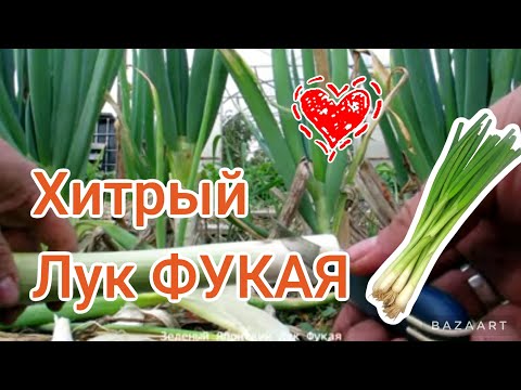 Видео: Щас я Вас расстрою! Лук ФУКАЯ, как его выращивать?
