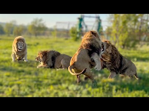 Видео: Как ЛЕВ-ТАНЦОР превратился в БОЕВОГО ЛЬВА и всех наказал !