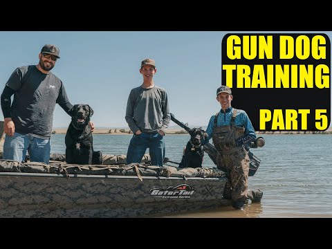 Видео: Дрессировка собаки-уточки | Часть 5