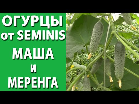 Видео: Огурцы Маша и Меренга от SEMINIS. Сравнение зеленцов.