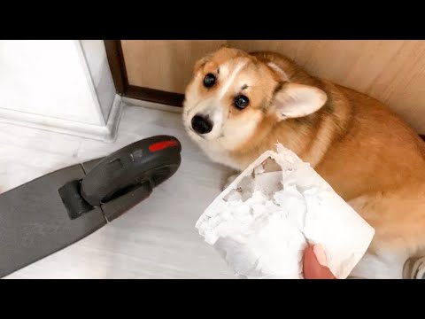 Видео: Поругалась с собакой😕Сорвалась Vlog