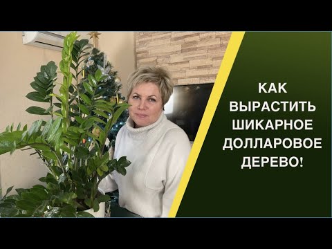 Видео: ЭТОТ ЦВЕТОК ПРИНЕСЕТ В ДОМ БОГАТСТВО И СЧАСТЬЕ!