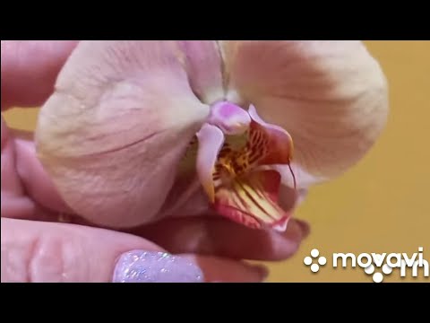 Видео: 15.09.2025. ОЧЕРЕДНАЯ ПЕРЕСАДКА ОРХИДЕИ и Ответ на вопрос 👍🌺🌱