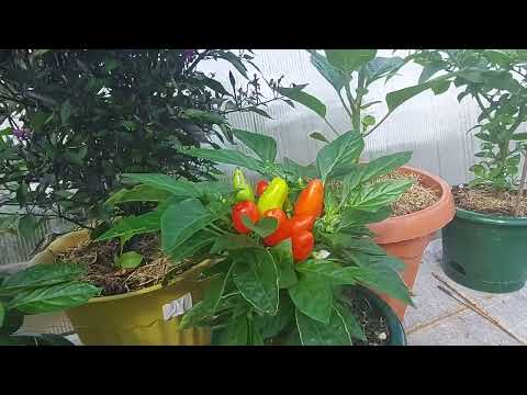 Видео: Огород на балконе!!!