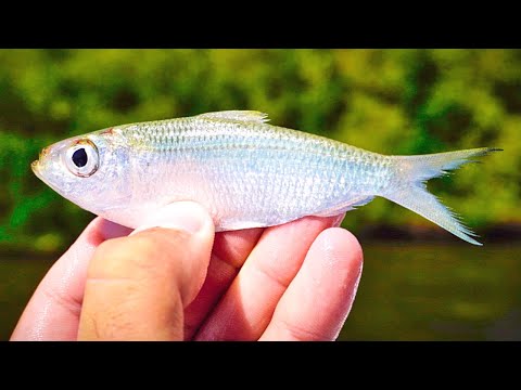 Видео: Рыбалка на живца в мангровых зарослях: как поймать наживку самостоятельно