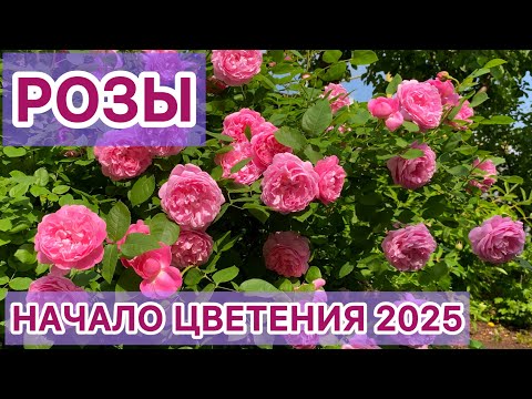Видео: РОЗЫ. НАЧАЛО ЦВЕТЕНИЯ РОЗ 2025!