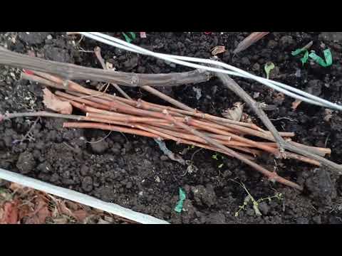 Видео: Пришла пора к укрытию винограда, в теплице