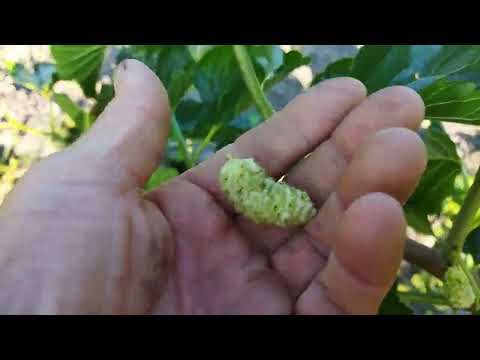 Видео: Найкращі сорти шовковиці.