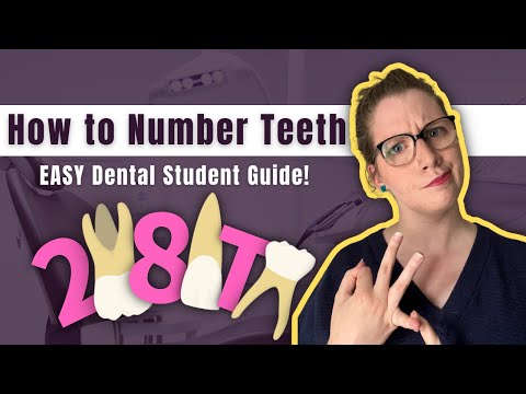 Видео: Как нумеровать зубы УВЕРЕННО! Palmer, FDI и универсальные системы нумерации зубов — всё просто