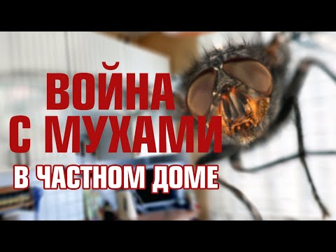 Видео: Нашествие мух! МУХИ в частном доме как с ними бороться #ДомОгород