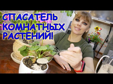 Видео: Зачем комнатным растениям нужна ЗОЛА ? / Как удобрить комнатное растение ЗОЛОЙ ?