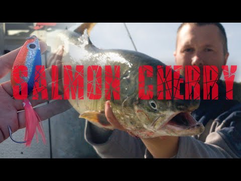 Видео: Ловля КЕТЫ и Терпуга на спиннинг. Осенний ЖОР!