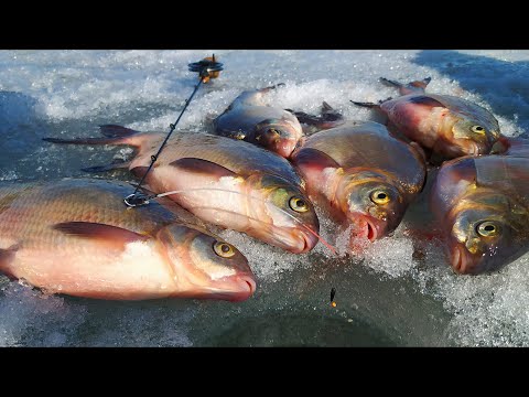 Видео: ВОТ ЭТО РЫБАЛКА !!! Здоровенные РЫБИНЫ не устояли пред чёртиком !!!