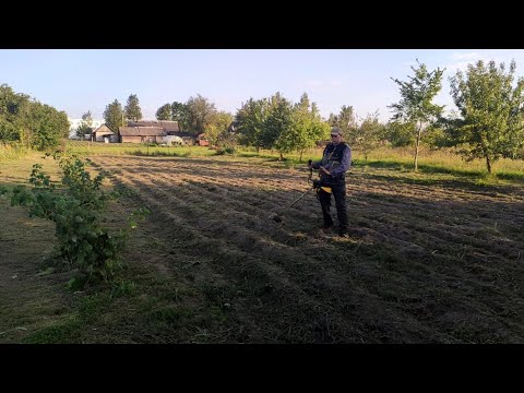 Видео: Как скосить картофельную ботву с травой начисто бензокосой.