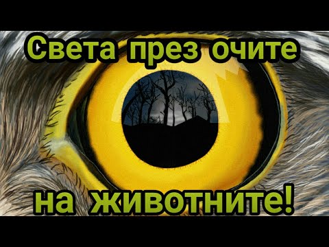 Видео: Как различните животни виждат света?! [1080p]