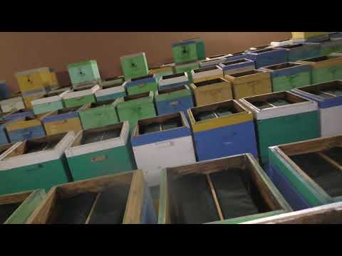 Видео: Причина гибели пчелосемей и выход из этой ситуации.