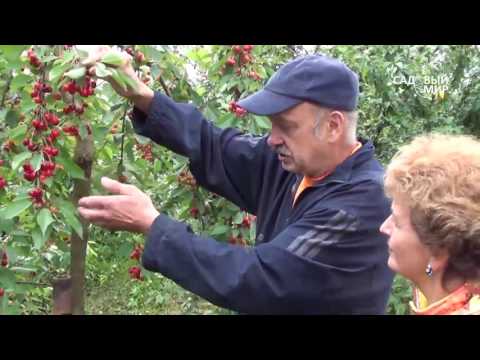 Видео: Самые урожайные черешни.  Сорта черешни для Средней полосы.