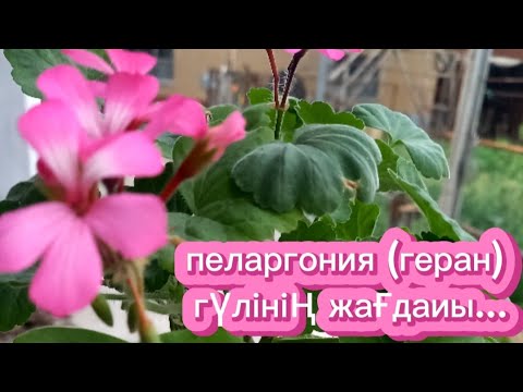 Видео: ПЕЛАРГОНИЯ(ГЕРЕН)немесе ҚАЗТАМАҚ гүлінің жағдаиы....#гүл #гүлдер #пеларгония #геран