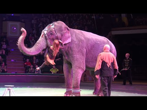 Видео: Video for kids. Цирк Академия клоунов. Полная версия. Видео для детей, клоуны