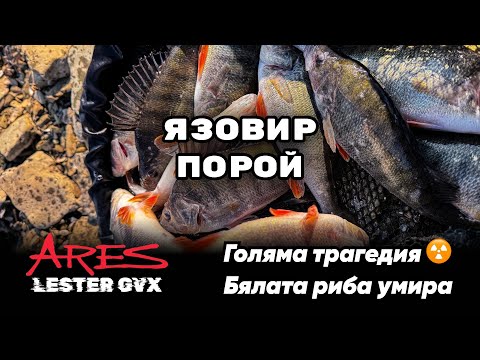 Видео: Необичаен Риболовен Ден: Лов на костури сред Хиляди Мъртви Бели Риби