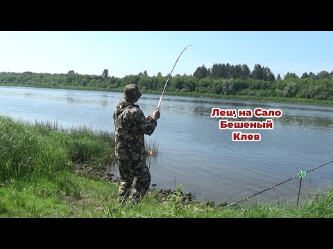 Видео: МОНТАЖ Снасти на ЛЕЩА на ТЕЧЕНИЕ! ПРИКОРМКА на КРУПНОГО ЛЕЩА! Рыбалка на Донки на Оке 2025.