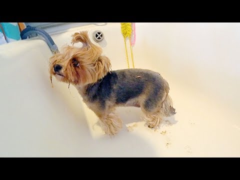 Видео: ВЛОГ Завели свинью! 9 мая 2018