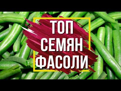 Видео: Лучшие Сорта Спаржевой Фасоли 🌱 Семена Фасоли ✔️ Советы от Garden zoo