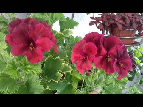 Видео: Наши пеларгонии весной. Основные нюансы при выращивании и размножении.
