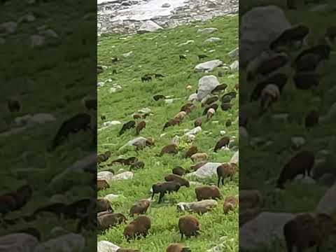 Видео: Сурхондарё/Шурчи тумани/асл хисари куйлар/тухли/совликлар/ +998900733839