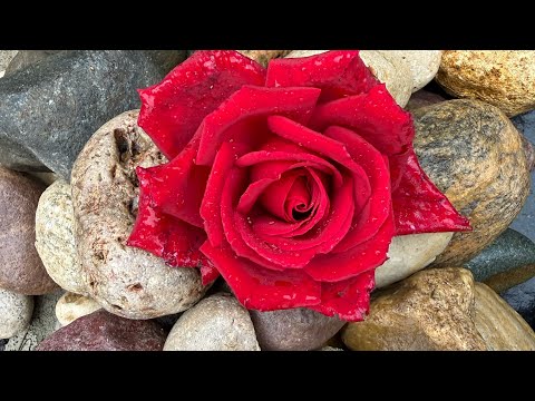 Видео: #РОЗЫ , укрывать , не укрывать ?!  Черенки бегоний .  🌺