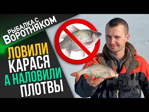 Видео: Ловили карася, а поймали плотву. Ловля плотвы на мормышку по последнему льду.