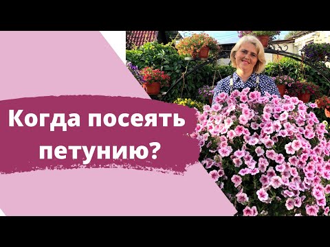 Видео: Когда лучше сеять петунию? Как не опоздать с посевом и не посадить слишком рано?!